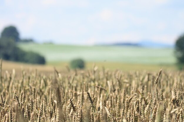 Photo view of stalks in field against sky