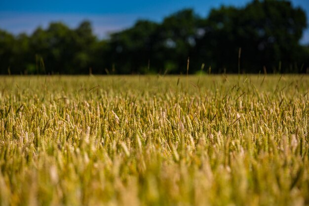 Foto veduta dei gambi nel campo