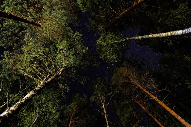 view of the starry sky from the forest through the tops of the pines