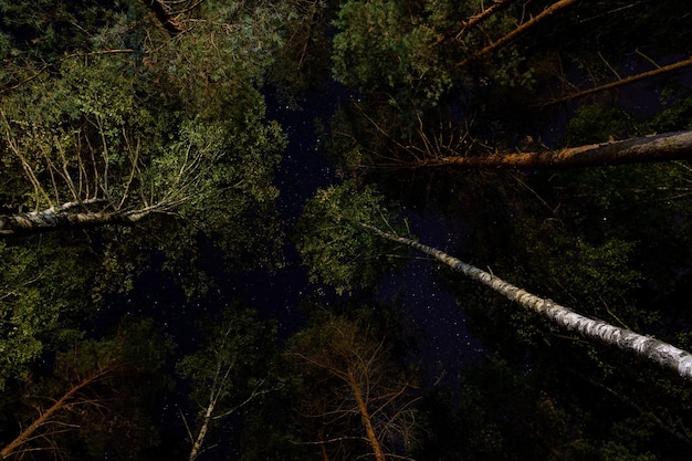 view of the starry sky from the forest through the treetops