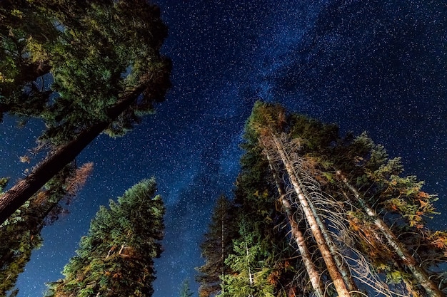 A view of the stars with pine trees forest