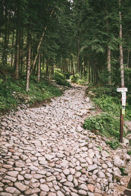 Photo view of stone trail in deep forest background