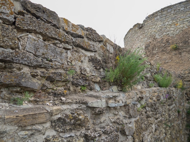 View of stone wall overgrown by herbs and plants