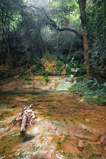 Foto veduta di un ruscello che scorre tra le rocce della foresta