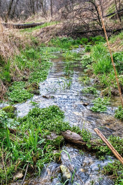 View of a stream photo