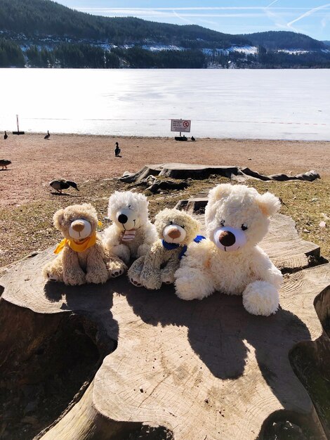 Photo view of stuffed toy on beach