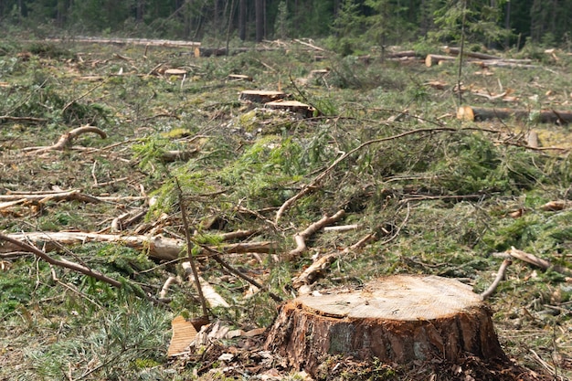 View of the stump of a freshly cut tree. Environmental damage.Deforestation, industrial logging. Horizontal photo.