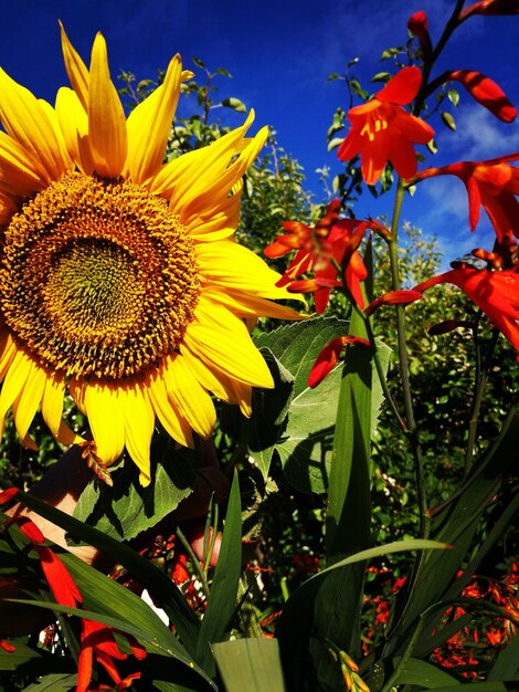 Foto vista del girasole con altri fiori rossi