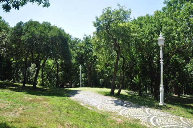 公園の日当たりの良い牧草地の眺め。大きな木と色のついた石の路地。