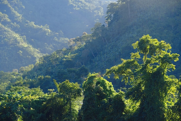 view of Sunset in the high jungle