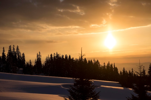 View of the sunset of the spruce forest in winter spruce trees\
covered with white fluffy snow winter mountain landscape with trees\
in the snow