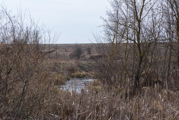 View of swamp Polluted river countryside