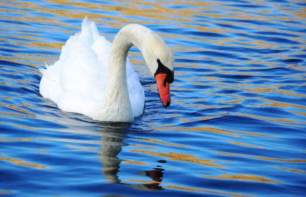 Foto veduta di un cigno che galleggia nel lago