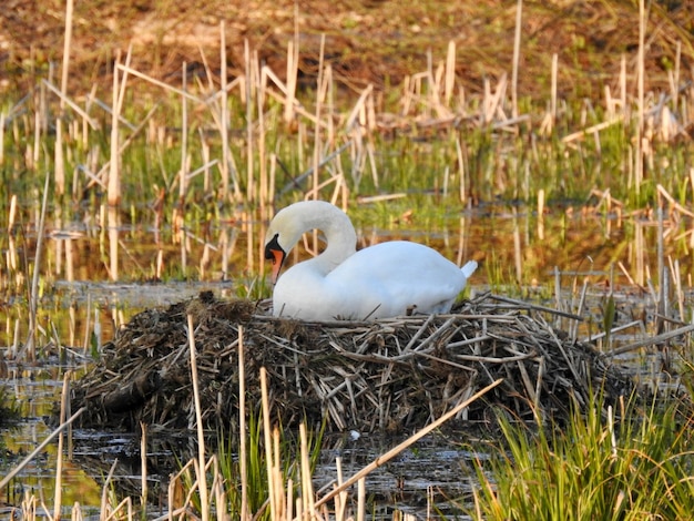 Photo view of a swan in lake