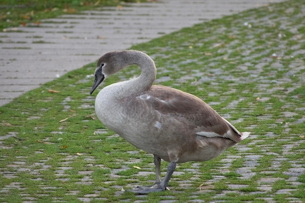 Foto vista del cigno in strada