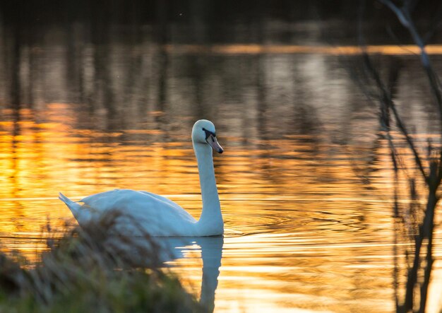 View of swan swimming in lake