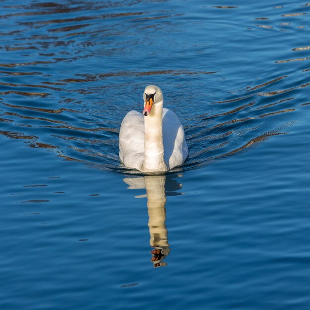 Photo view of swan swimming in lake