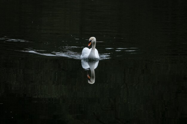 View of swan swimming in lake