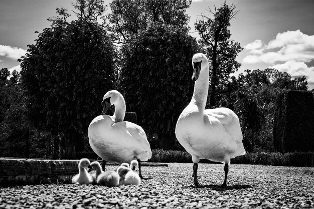 Foto veduta di cigni e anatre a terra