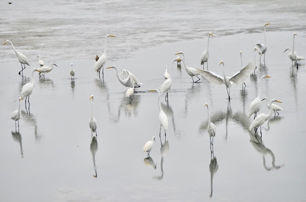 View of swans in lake