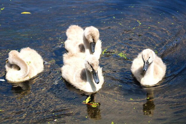 Photo view of swans swimming in lake