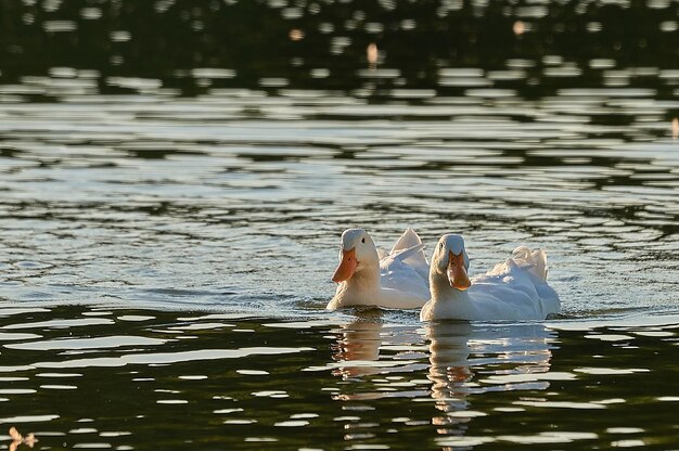 Foto veduta di cigni che nuotano nel lago