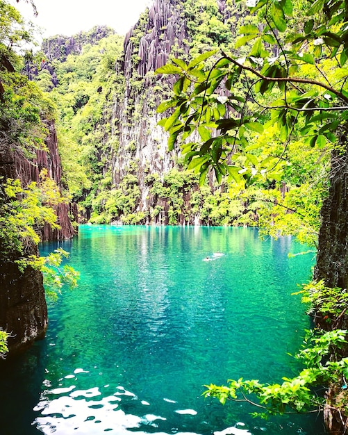 Foto vista della piscina nella foresta