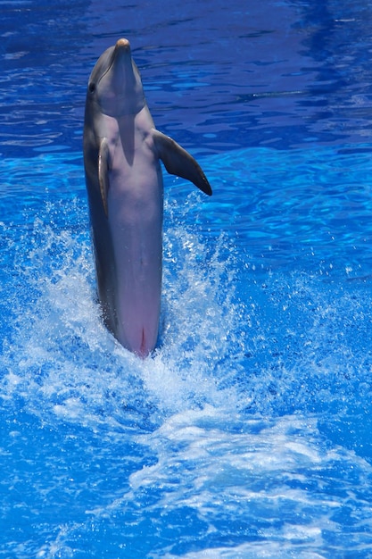 View of a swimming in sea