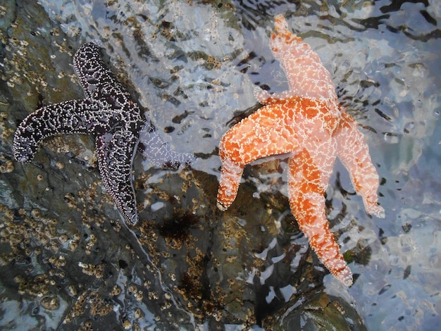 Foto veduta del nuoto in acqua