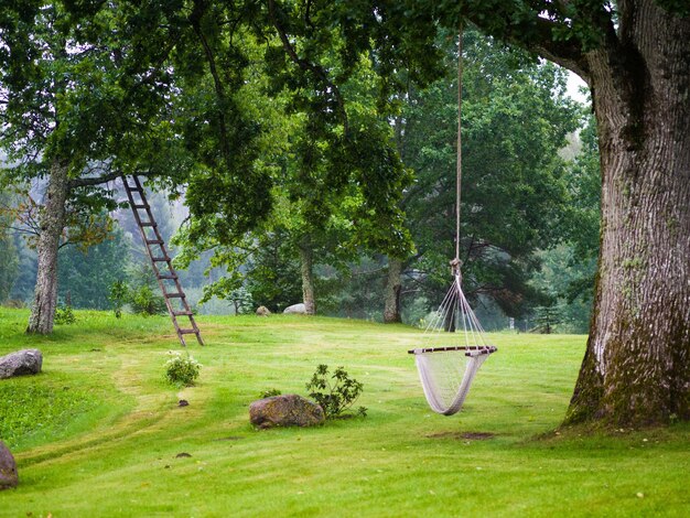 Foto veduta di un altalena appeso al tronco di un albero