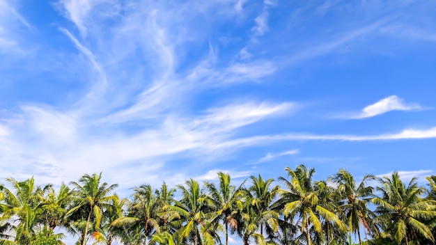 View of tall coconut trees with clear cloudy sky with empty space in Indonesia