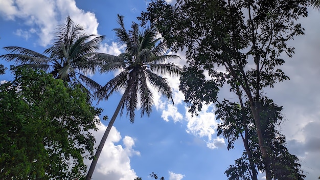 view of tall coconut trees