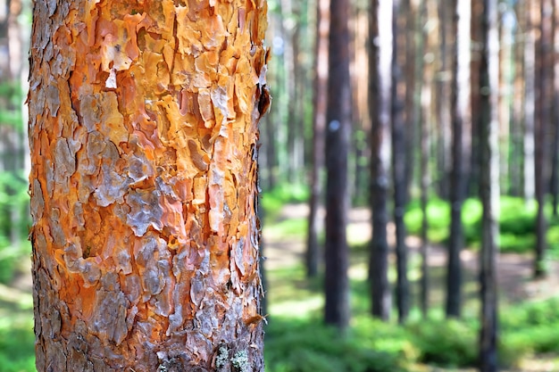 View of tall old trees in the evergreen primeval forest blue sky in the background.