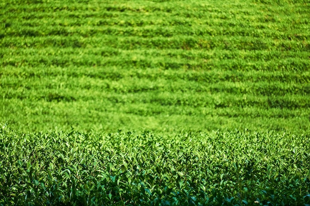 茶畑の眺め、焦点が合っている前の茂み、植物の列のある背景がぼやけている