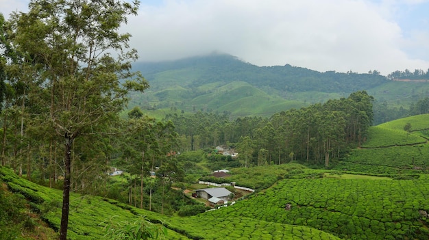 A view of a tea plantation with mountains in the background in Kerala India