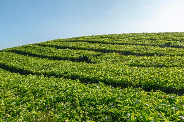 View of tea plantations