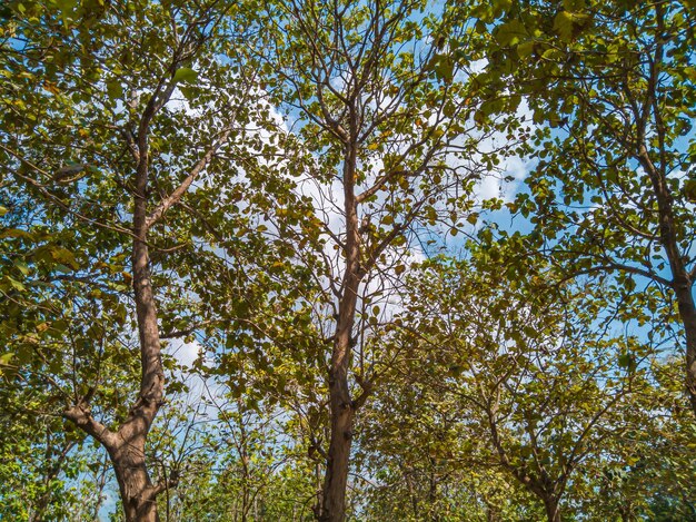 Foto vista degli alberi di teak nella foresta alberi di teak al mattino sfondo della natura alberi di teak nella foresta tropicale carta da parati natura focus on tree