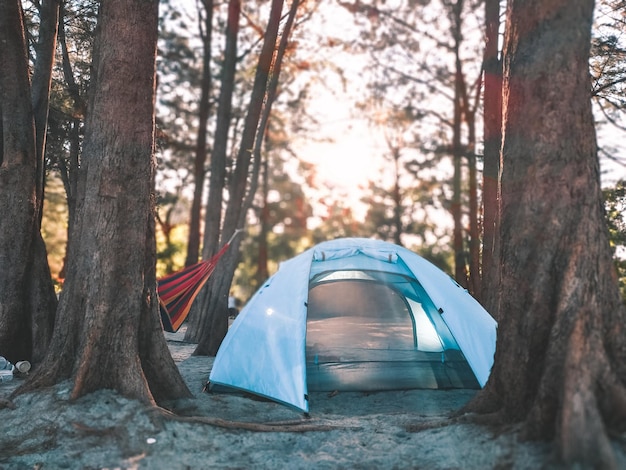 Photo view of tent against trees in forest