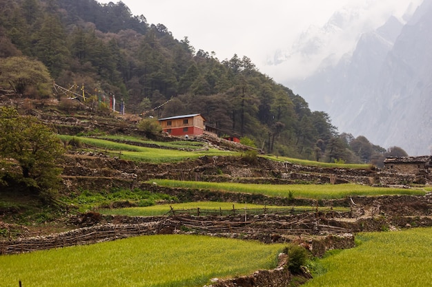 View of a terraced field with a house on a mountain slope in the Himalayas