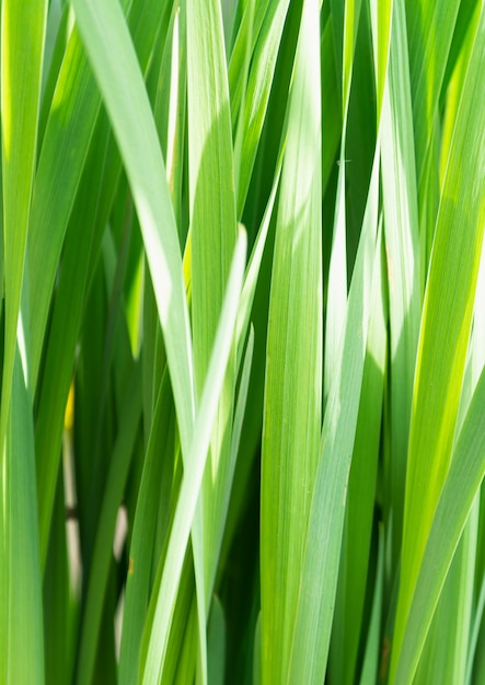 Вид на густую высокую зеленую траву