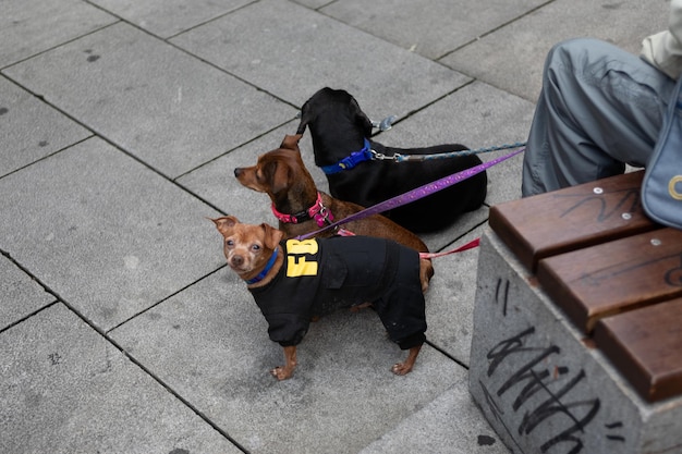 View of three tied dogs on a walk in the city