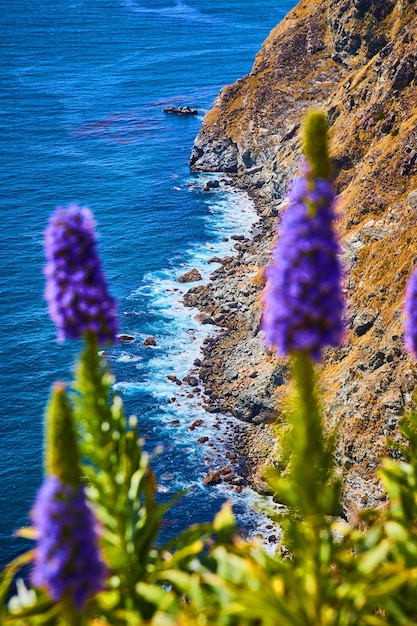 View through purple flowers of west coast being hit by ocean\
waves