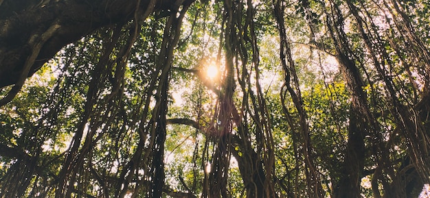 A view through the trees in the forest