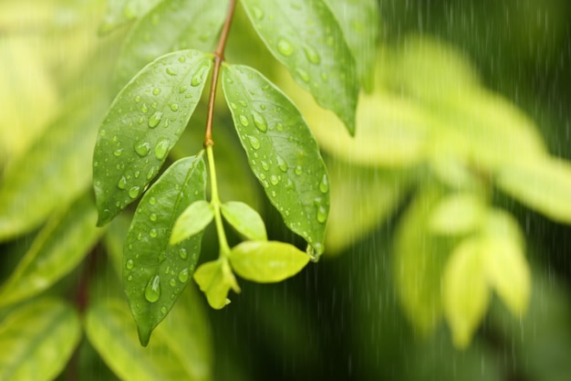 View through the window on rainy day.Selective focus.