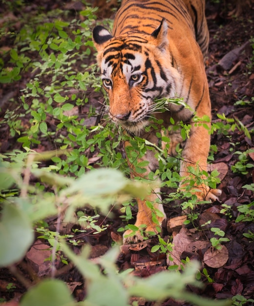 Photo view of a tiger in ranthambhore national park