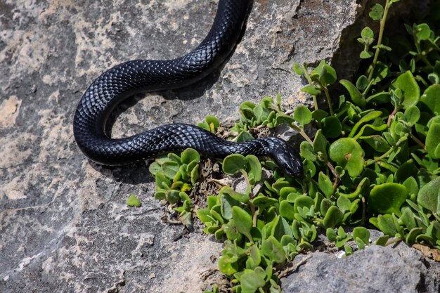 Foto vista di un serpente tigre sulla roccia