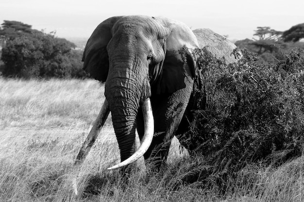 View of tim big tusker elephant on field