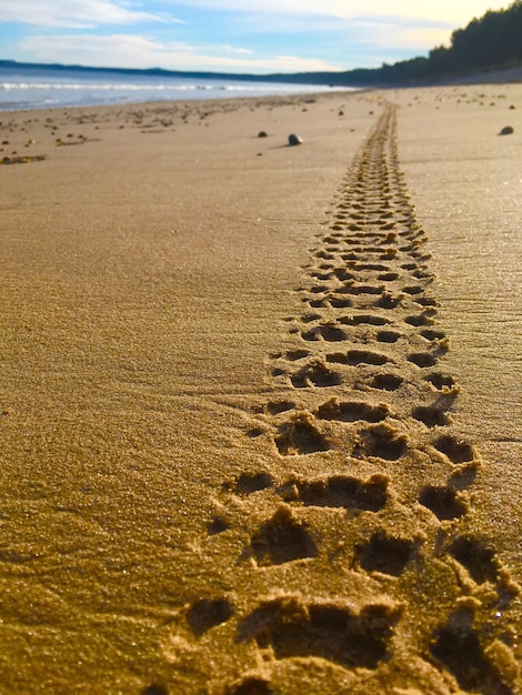 Foto vista delle tracce di pneumatici sulla spiaggia