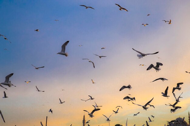 View of too many seagulls with blue sky