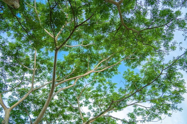 地面からの冬の森の松の木のてっぺんの眺め 下部ビュー広角背景